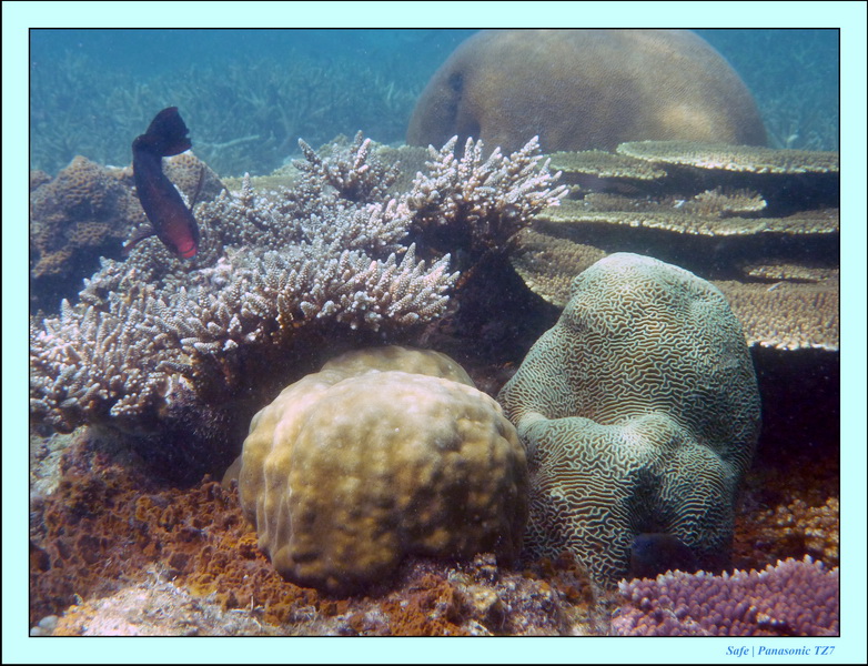 2009   07   Perhentians 037